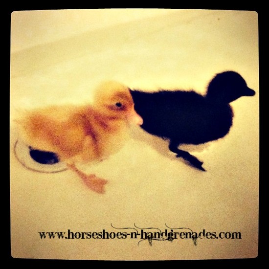 Esther (Black) & Princess (Yellow) Swimming in the Bathtub as ducklings.