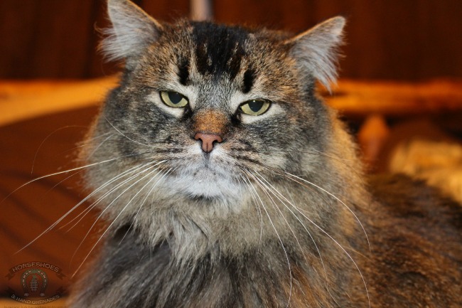Miss Cleo, my big (18lb) beautiful shelter cat. 