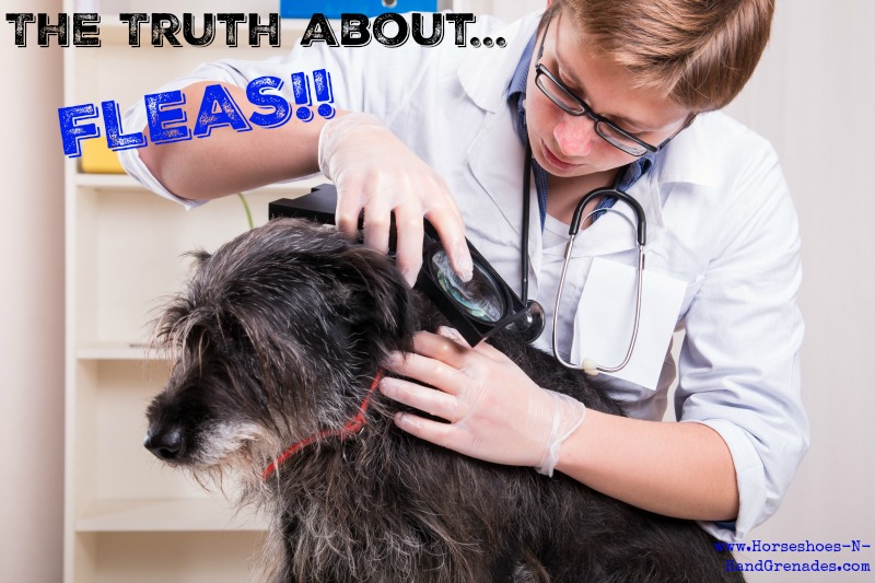 Vet examines the dog's hair and looking for parasites - office shoot